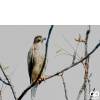 گونه سارگپه چشم سفید White-eyed Buzzard